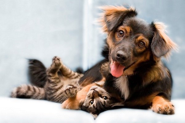 PET FRIENDLY Art Hotel Novecento Bologna, Italy PET FRIENDLY Art Hotel Novecento Bologna, Italy