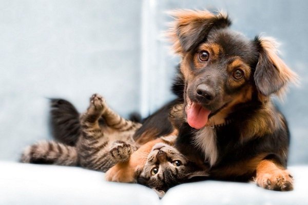 Pet friendly art hotel novecento bologna Pet friendly art hotel novecento bologna