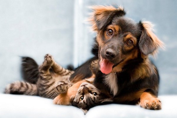 Pet friendly art hotel orologio bologna Pet friendly art hotel orologio bologna