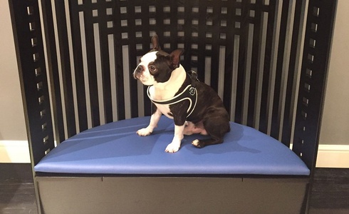 PET FRIENDLY Art Hotel Novecento in Bologna PET FRIENDLY Art Hotel Novecento in Bologna
