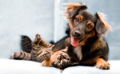 PET FRIENDLY Art Hotel Orologio in Bologna, Italy PET FRIENDLY Art Hotel Orologio in Bologna, Italy
