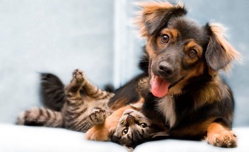 PET FRIENDLY Art Hotel Novecento in Bologna PET FRIENDLY Art Hotel Novecento in Bologna