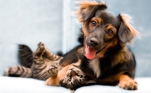 PET FRIENDLY Art Hotel Orologio in Bologna PET FRIENDLY Art Hotel Orologio in Bologna
