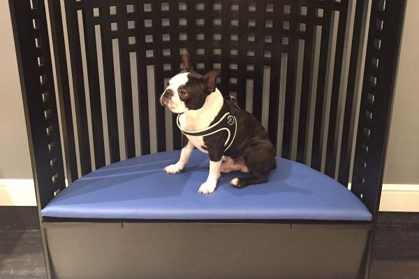 PET FRIENDLY Art Hotel Orologio Bologna PET FRIENDLY Art Hotel Orologio Bologna